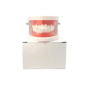 Factory Wholesale Standard Tooth Model With 28 Teeth Practical False Dental Teeth Model For Teaching Demonstration