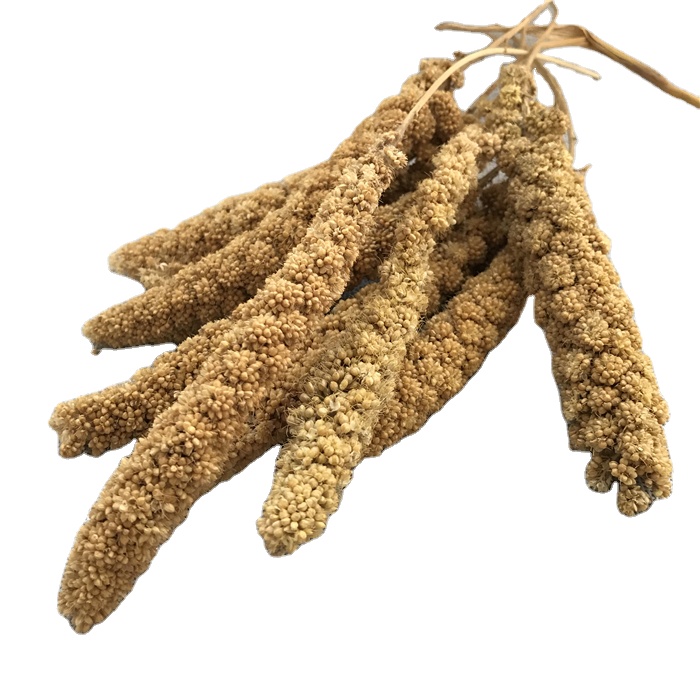 Gu SUI trắng/đỏ/vàng foxtail millets lai ngọc trai kê Đỏ/Vàng kê phun để bán