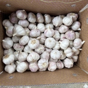 <span class=keywords><strong>Ail</strong></span> frais, <span class=keywords><strong>ail</strong></span> <span class=keywords><strong>blanc</strong></span> normal 5,0 cm, emballé en carton de 10 kg, expédié au Burkina Faso <span class=keywords><strong>ou</strong></span> au Maroc - Product Image 3