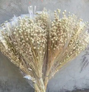 Guansen Décoration Bohème Fleurs <span class=keywords><strong>de</strong></span> Haricots d'Acacia Séchées et Conservées Colorées Haricots Riches Naturels pour Décorations <span class=keywords><strong>de</strong></span> Noël et <span class=keywords><strong>de</strong></span> <span class=keywords><strong>la</strong></span> Fête des Mères - Product Image 2