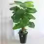 Zongzi d'un mètre en bambou - Pomme verte - 48 feuilles - Herbe de cadeau