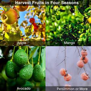 Herramienta <span class=keywords><strong>de</strong></span> poste <span class=keywords><strong>recogedor</strong></span> <span class=keywords><strong>de</strong></span> frutas con mango largo <span class=keywords><strong>de</strong></span> cesta, herramienta <span class=keywords><strong>de</strong></span> poste <span class=keywords><strong>recogedor</strong></span> <span class=keywords><strong>de</strong></span> naranja <span class=keywords><strong>de</strong></span> manzana ajustable <span class=keywords><strong>de</strong></span> 35-65 pulgadas con cesta - Product Image 3