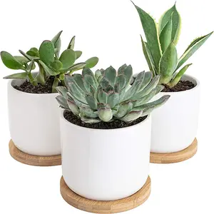 Vendita calda piccoli vasi succulenti in ceramica da 3.5 pollici con drenaggio vassoi in bambù piccole fioriere bianche per erbe di Cactus