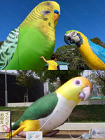 Modèle de perroquet gonflable publicitaire, oiseau animal, oiseaux de dessin animé gonflables, accessoires, perroquet gonflable géant pour les événements publicitaires