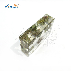 Muestra de Historial de Vida de Algodón vic2608, Muestra de Planta Encapsulada para Enseñanza - Product Image 2