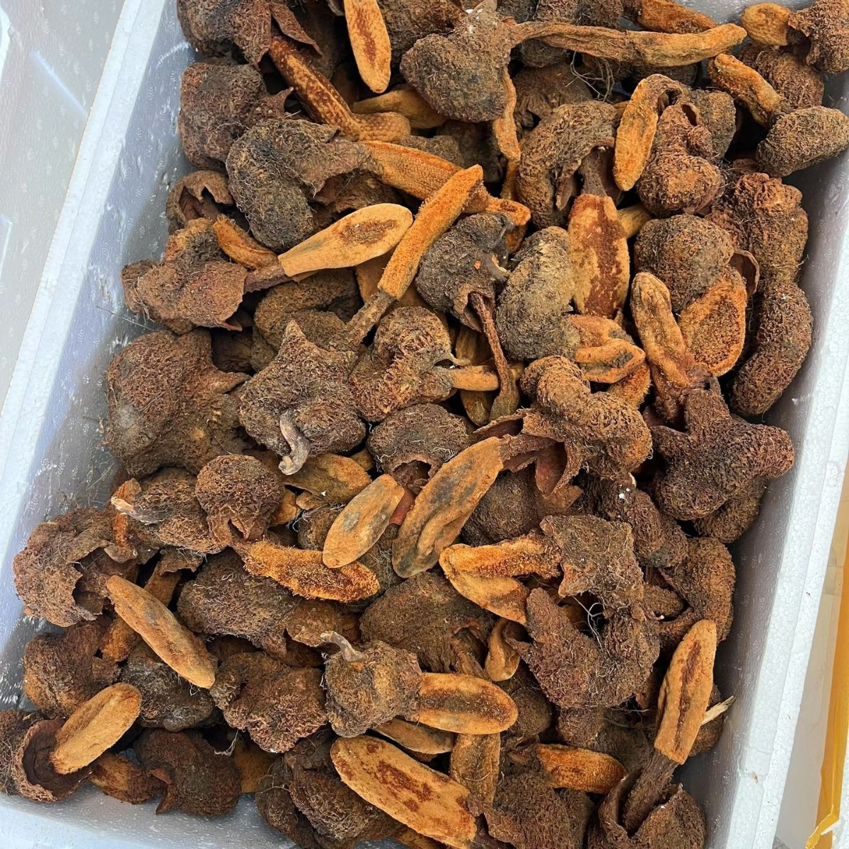 Xuyangcao Jin Suoyang Ding Tianzhu Yunnan горные товары закуски из морепродуктов оптом