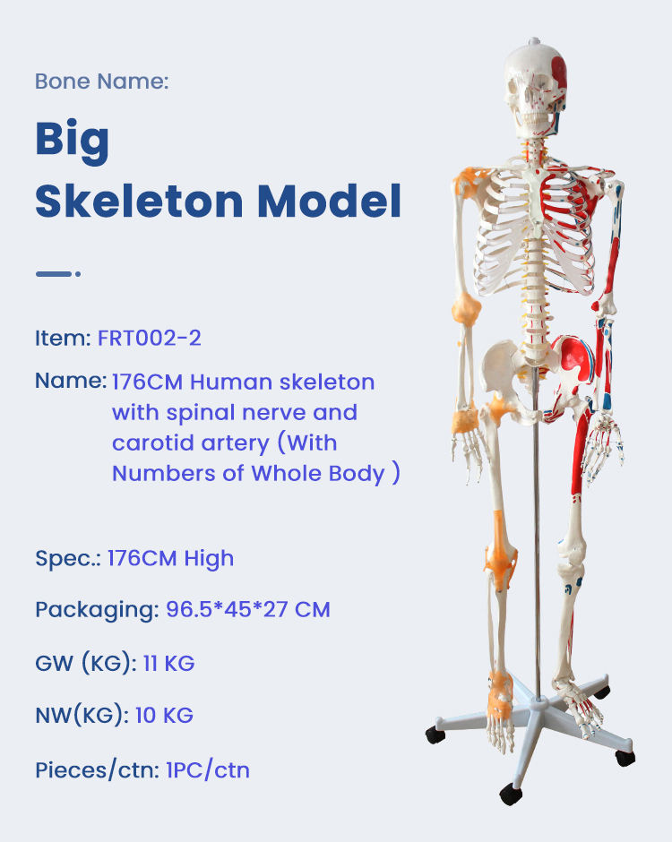 FRT002-2 Human Skeleton Model - Teaching Aid for Medical Science