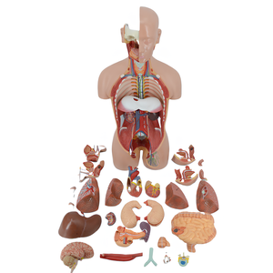 Grand torse sexuel double de 85cm, 27 parties du corps <span class=keywords><strong>humain</strong></span> naturel, modèle anatomique en PVC pour l'enseignement médical, coffre de luxe à <span class=keywords><strong>dos</strong></span> ouvert - Product Image 2