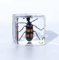 Cube de Résine Transparente Ambre Bleu avec Insectes Taxidermés : Éprouvé en Résine, Véritable Animal, Coléoptère, Araignée, Scorpion – Artisanat en Époxy