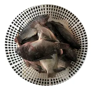 Meilleure qualité frais poisson congelé tilapia