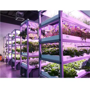 कंटेनर ग्रीनहाउस इनडोर हाइड्रोपोनिक पौधों खुफिया कृषि ग्रीनहाउस के साथ प्रकाश का नेतृत्व किया