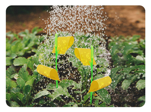 Nuoxin Factory Piège à mouches des fruits et des champignons Tueur de <span class=keywords><strong>moucherons</strong></span> Intérieur et extérieur Protégez la plante Forme d'oiseau non toxique et inodore - Product Image 5