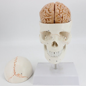 Modèle de crâne humain anatomique grandeur nature de haute qualité avec cerveau et colonne vertébrale, modèle de tête humaine avec sutures osseuses - Product Image 5