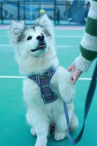 Nuevo gato perro mascota arnés Correa JK lindo perro ropa acolchada característica patrón sólido cintas pequeño perro arnés al por mayor - Product Image 6