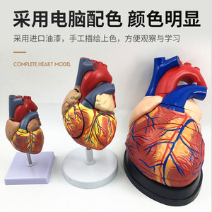 Modelo de anatomía cardíaca para adultos, ultrasonido Doppler a color, sistema circulatorio, cardiología, modelo de enseñanza cardiovascular - Product Image 4