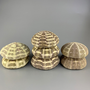 Oursins décoratifs de grande taille pour l'artisanat et la décoration, pour les plantes aériennes - Product Image 2