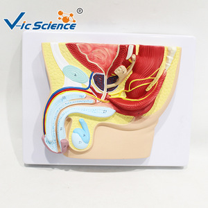 Modèle anatomique de section sagittale pelvienne masculine (1 pièce) - Modèle pédagogique médical illustrant la structure interne. - Product Image 1
