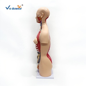 Modèle de torse masculin et féminin de 85 cm (23 pièces) en PVC pour la formation des infirmières et les sciences médicales - Product Image 3
