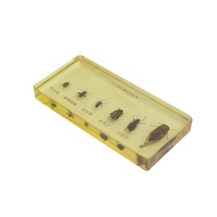 Échantillons de six types de ravageurs : Scarabée à bord saignant, Scarabée rouge, Scarabée de haricot, Cicade, Lycopode, Cicaque, en acrylique transparent multifonctionnel