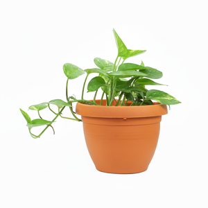 Eleve su maceta de espacio verde con estilo-Maceta de columna - Product Image 1