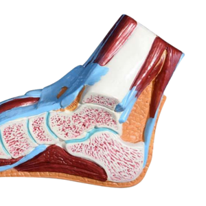Modèle de section de pied d'enseignement médical ADA et section de bassin masculin humain (1 partie) pour l'outil d'enseignement médical de démonstration de la maladie - Product Image 4