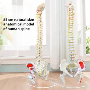 <span class=keywords><strong>Fisioterapia</strong></span> Life Tamaño natural Esqueleto Modelo Columna vertebral con <span class=keywords><strong>pelvis</strong></span> y cabeza femoral para la ciencia médica - Product Image 2
