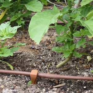 (Rouleau de 100 pi)-<span class=keywords><strong>Tuyau</strong></span> d'irrigation/hydroponique de 1/4 pouces avec espacement des émetteurs de 6 pouces (<span class=keywords><strong>marron</strong></span> ou noir) Ligne d'égouttement - Product Image 2