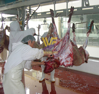 Abattoir de boucherie halal international Usine d'abattoir de chèvres Abattage complet