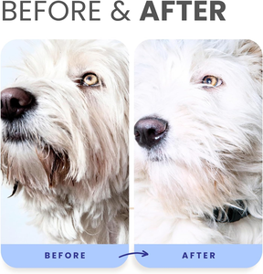 Huismerk Bessenblauw Verhelderende Shampoo Voor Huisdieren | Provitamine B5 Traanvlekverwijderaar En Geurbestrijding Hond En Kat Wassen Oem/Odm - Product Image 6