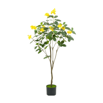 Jasmin jaune 1