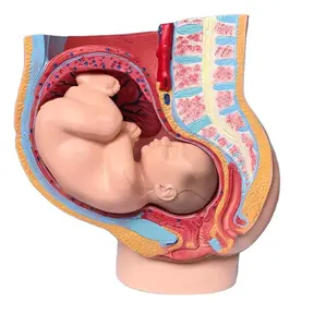 Modelo anatômico reprodutivo pvc 4 partes, modelo de pélvis feminino emulacional com um bebê