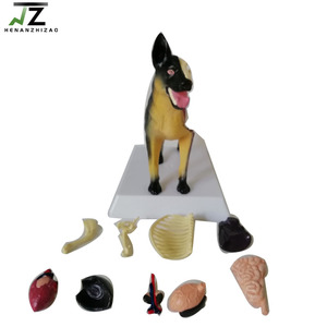 Köpek anatomik köpek anatomi visseral iskelet modeli - Product Image 4
