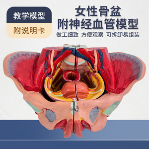 Accessoires pelviens féminins, organes, vaisseaux sanguins, nerfs, muscles, anatomie, enseignement de la naissance, modèle des muscles du plancher pelvien - Product Image 1