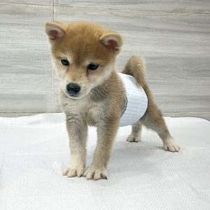 Couches pour chiens imperméables FP, super absorbantes, culottes pour la période des chiens mâles, couches lavables pour l'<span class=keywords><strong>incontinence</strong></span> canine - Product Image 5