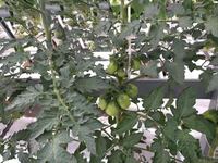 Haute Qualité et Offre Spéciale Serre Commerciale Hydroponique Nft Pvc Tuyau Pour cultiver des légumes