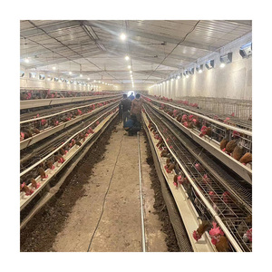 Otomatik 48/160 ile katmanlı tavuk kafesleri kuş <span class=keywords><strong>4</strong></span> katlı yüksek kaliteli katman a tipi yemleme ekipmanları - Product Image 5