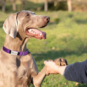 <span class=keywords><strong>Collar</strong></span> de Perro Ajustable Acolchado de Nailon Reflectante de Calidad, Placa de Identificación con Nombre Grabado Personalizado, Collares para Perros - Product Image 6