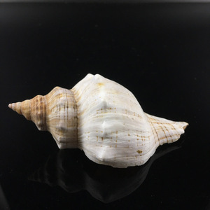 Gusci di conchiglie di corno di montone e buccino a spirale rossa per tiro a segno oggetti di scena artigianali - Product Image 3