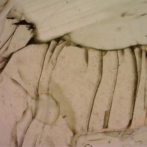 BestScope BS-5064RF excellent <span class=keywords><strong>microscope</strong></span> polarisant trinoculaire pour les laboratoires d'enseignement universitaire - Product Image 5