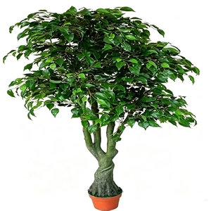 <span class=keywords><strong>Arbre</strong></span> <span class=keywords><strong>banian</strong></span> artificiel réaliste au toucher naturel pour la décoration intérieure et extérieure, patio, véranda, plantes de sol - Product Image 2