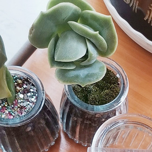 Transparent Glass Succulent <b>Vase</b> <b>Mini</b> Plant Pot Wide Mouth Desktop Use Minimalist Design For Home Decor - Product Image 4