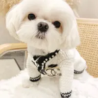 Pull d'hiver personnalisé en tricot pour chien, amusant, personnalisé, en maille, pour animaux de compagnie,