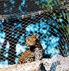 Tùy chỉnh thép không gỉ Zoo an toàn Net-Mạnh mẽ và bền động vật bao vây lưới - Product Image 1