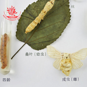 Especímenes del ciclo de vida de los insectos, especímenes de gusanos de seda, aprendizaje sobre y observación de especímenes, juguetes educativos de animales e insectos. - Product Image 2