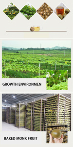 Qingchun ผลไม้ธรรมชาติสีน้ำตาลทั้งเปลือกทรงกลมบรรจุเป็นก้อนผลไม้พระสีทองหรือผลไม้แกว่งไปมา - Product Image 3