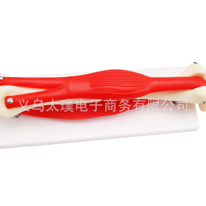 Modelo de movilidad de la articulación del codo; equipo didáctico para clases de biología escolares; visualización detallada de la estructura de la articulación del codo. - Product Image 3