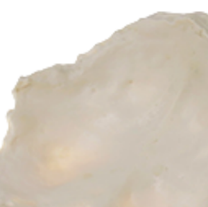 Maniquí de PVC de alta calidad, 1 pieza, modelo occipital de tamaño real, superventas, modelo de enseñanza médica - Product Image 3