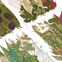 Bunga Kering Asli Daun Bunga Kering untuk Pembuatan Perhiasan Resin Kerajinan Scrapbooking DIY Pembuatan Sabun Lilin Dekorasi Kuku