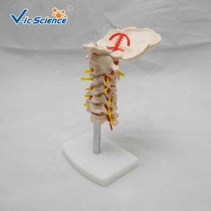 คอลัมน์กระดูกสันหลังส่วนคอกับรูปแบบกระดูกสันหลังโครงกระดูกหลอดเลือดคอ - Product Image 1