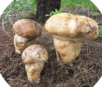 Nouveau produit 2026 : Morilles séchées de haute qualité, champignons bleus de la montagne